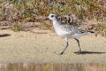 Grey Plover