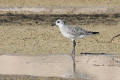 Grey Plover