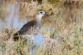 Grey Plover