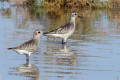 Grey Plover