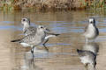 Grey Plover