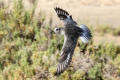 Grey Plover