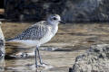 Grey Plover