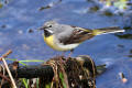 Grey Wagtail