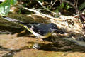 Grey Wagtail