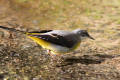 Grey Wagtail