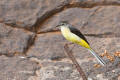 Grey Wagtail