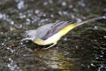 Grey Wagtail