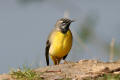 Grey Wagtail