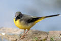 Grey Wagtail