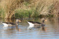 Greylag Goose