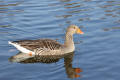 Greylag Goose
