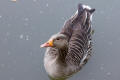 Greylag Goose