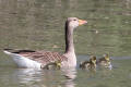 Greylag Goose