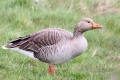 Greylag Goose