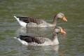 Greylag Goose