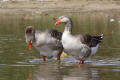 Greylag Goose