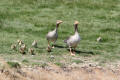 Greylag Goose