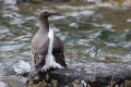 Guillemot