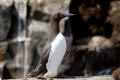 Guillemot