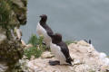 Guillemot