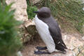 Guillemot