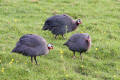 Guineafowl