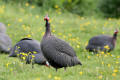 Guineafowl