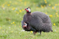 Guineafowl