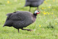 Guineafowl