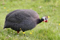 Guineafowl