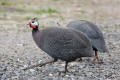 Guineafowl