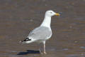 Herring Gull