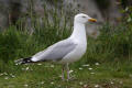 Herring Gull