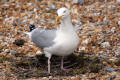 Herring Gull