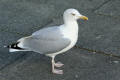 Herring Gull