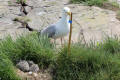 Herring Gull and young