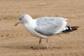 Herring Gull