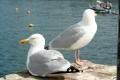 Herring Gull