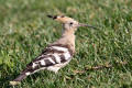 Hoopoe