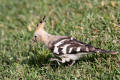 Hoopoe