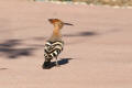 Hoopoe