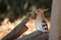 Hoopoe