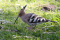 Hoopoe