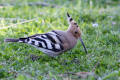 Hoopoe