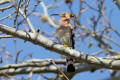 Hoopoe