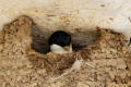 House Martin