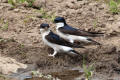 House Martin