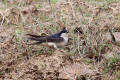 House Martin