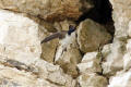 House Martin